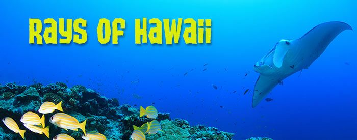 KeliisKayak's tweet photo. Rays in Hawaii: Manta Rays, Stingrays, and Spotted Eagle Rays https://t.co/Xunegi8wx5 #mauiinfo #mauiblog #maui #stingrays https://t.co/vaREnWd83q