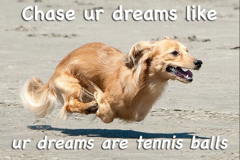 Paw_Theory's tweet photo. Dream BIG! Be a Rockstar for you #FurBaby this week. #ownthisweek #BeintheKnow https://t.co/CcSyxosla5 Re-Opening this week. #Dogs #Cats https://t.co/QhLXpIDayU