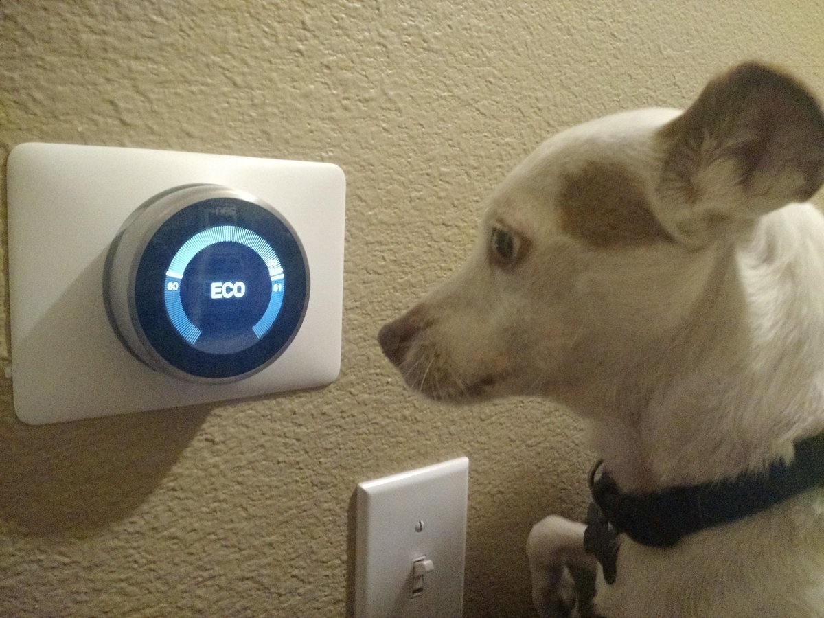 lackeyangie's tweet photo. Thx #CPSenergy for our new @nest thermostat! We ๐ how it tells us the weather forecast! #RushHourRewards #EnergySavingPup #conservation https://t.co/q1h0jDRnuN