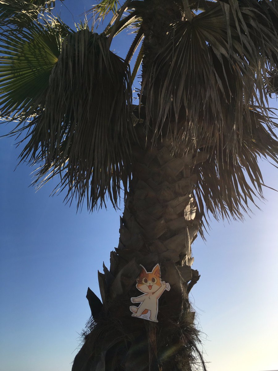 LSMGuide's tweet image. Flat #KeeKee in a palm tree in California!
