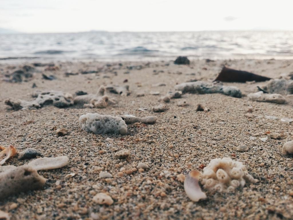 AsianRules's tweet photo. 🐚🐚🐚 #Seashells 😍 #Beach #Seashore #Oceans https://t.co/2j2SbkDb7a
