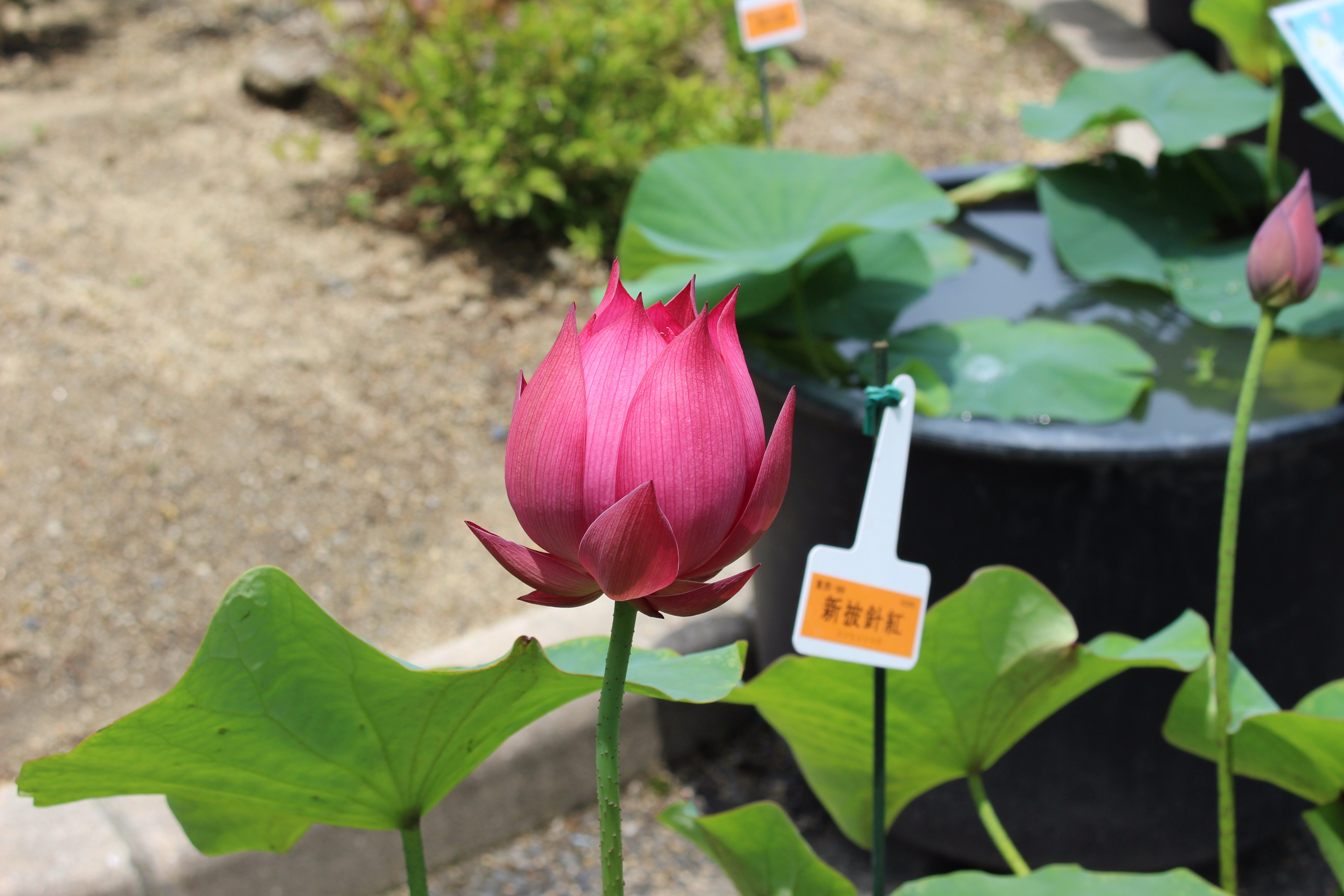 咲くやこの花館 Na Twitteru ハスの根 と書くレンコンは 根ではないことを知っていますか 実は 根ではなく地下にある茎 の部分にあたります ハスの根 に触れるコーナーの設置もしています ぜひ 体験してみてください 花蓮展 は 7月2日 日 まで早朝