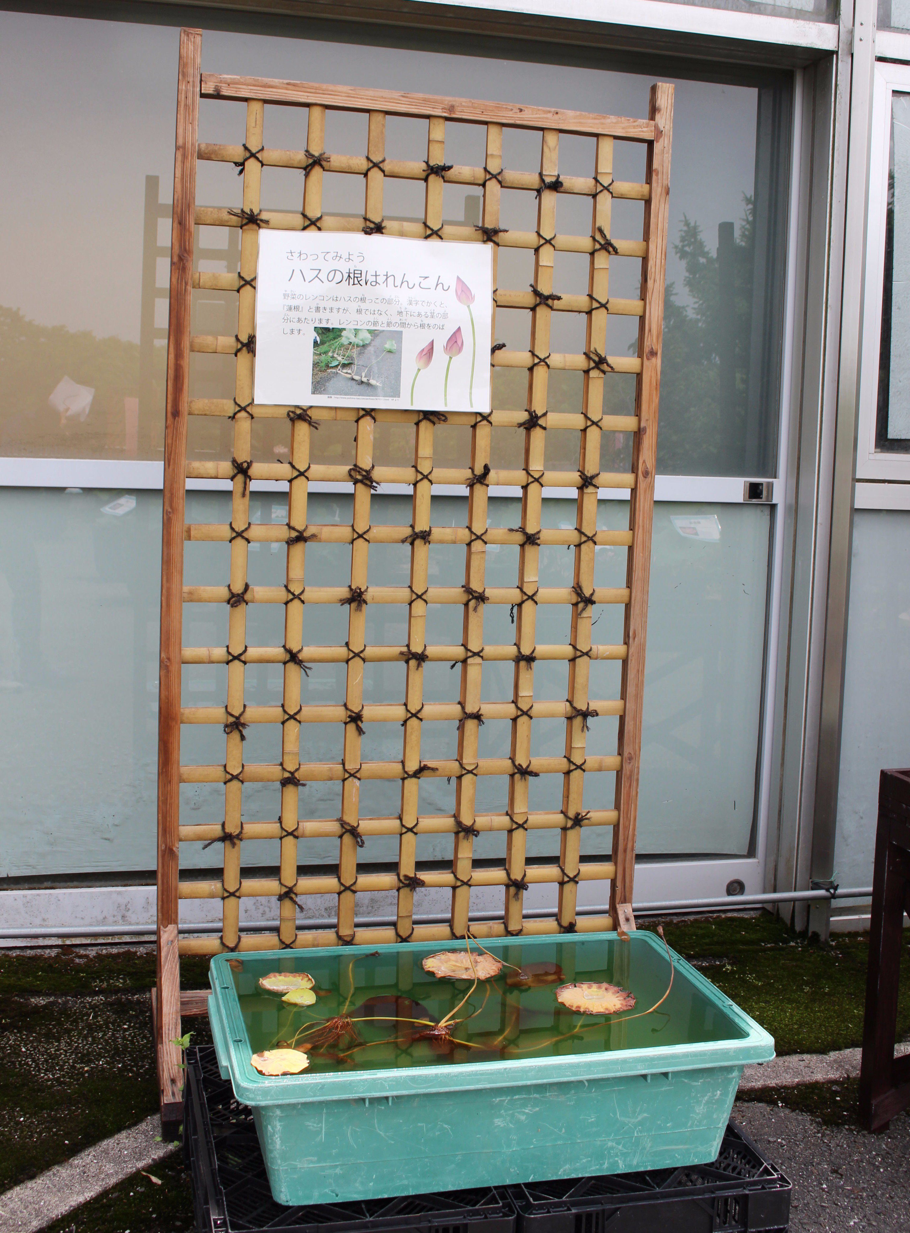 咲くやこの花館 ハスの根 と書くレンコンは 根ではないことを知っていますか 実は 根 ではなく地下にある茎の部分にあたります ハスの根 に触れるコーナーの設置もしています ぜひ 体験してみてください 花蓮展 は 7月2日 日 まで早朝観覧
