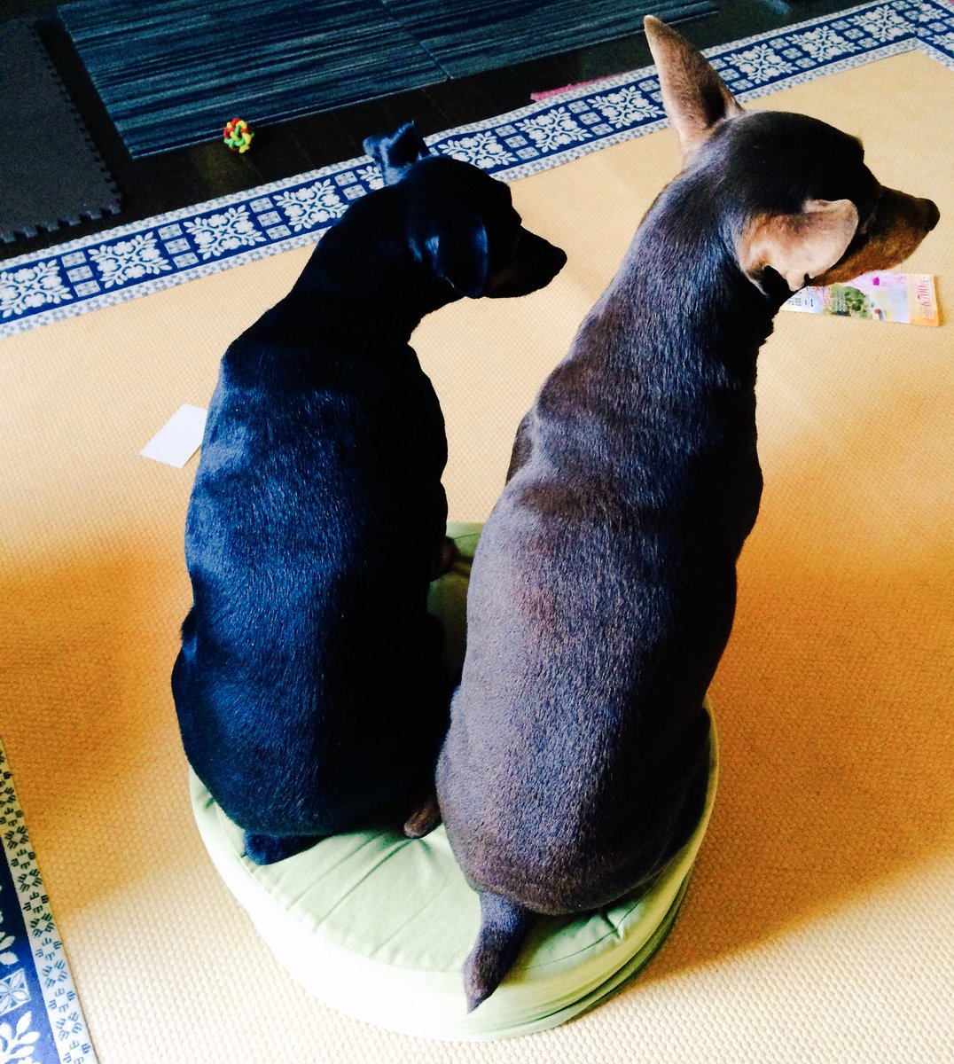 ミニピンみみたまにピンチ ペット垢 Mimistory12 Twitter