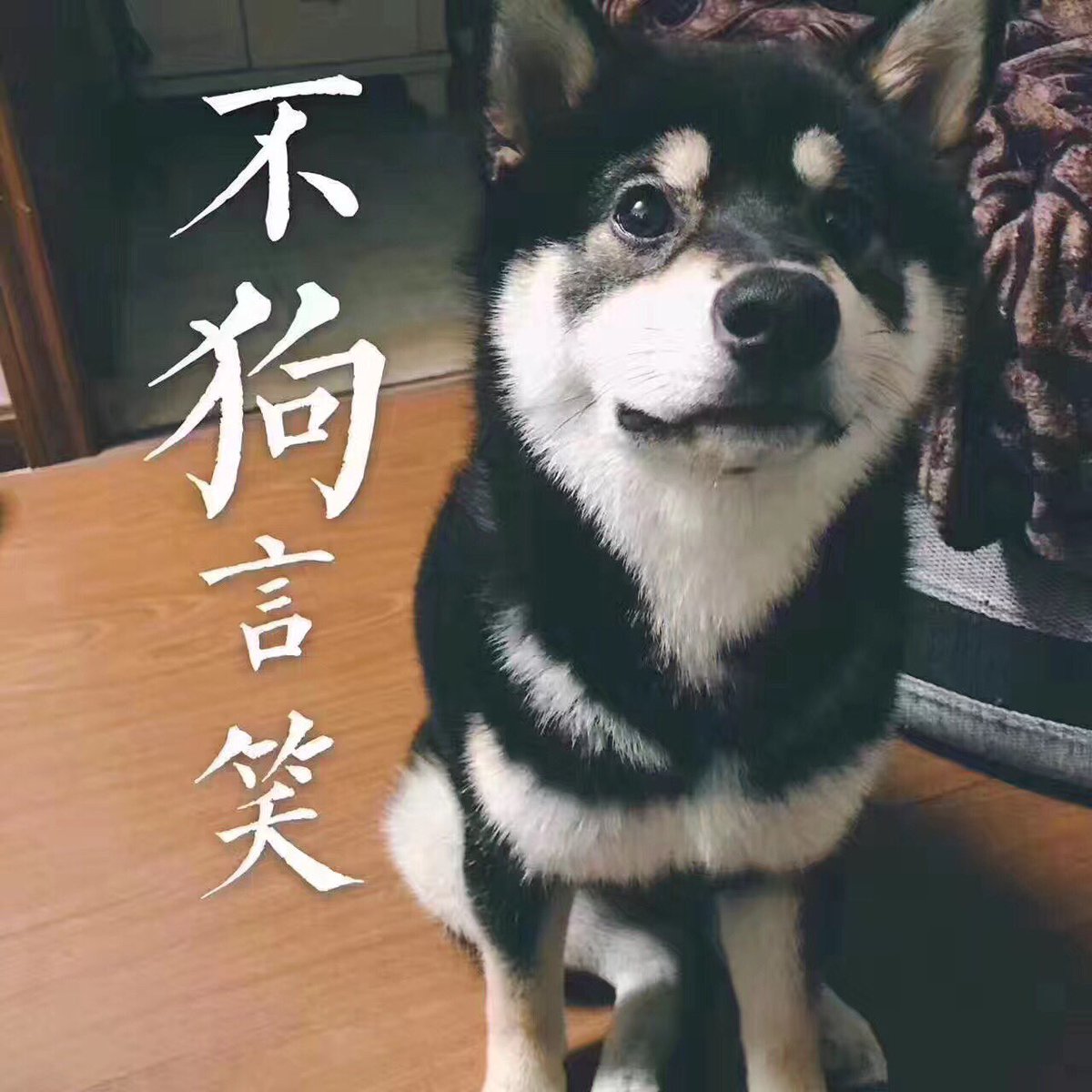 我才是PP tweet media