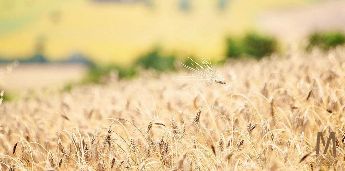 PastaMancini's tweet photo. Ore 12 Facoltà di Agraria #bologna Massimo Mancini racconta come ha dato valore alla terra #pastamancini #mancinipastificioagricolo https://t.co/bqVsI4WWEh
