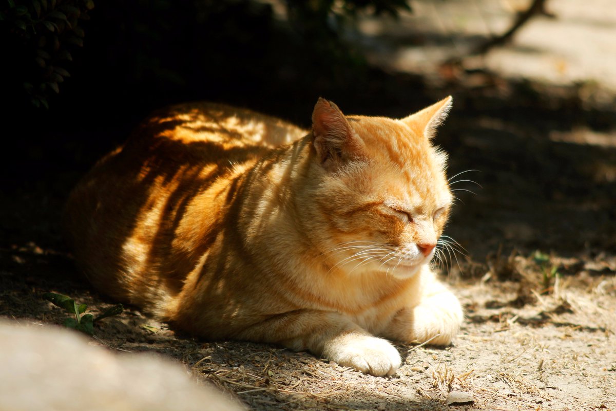 うとうと気持ち良さそうな猫