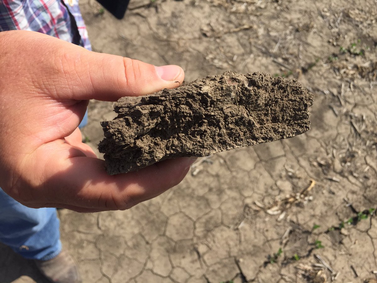 <a href="/ChannelSeed/">Channel Seed</a> Xtend showing off it's pushing power with Acceleron and TagTeam. No till 30"