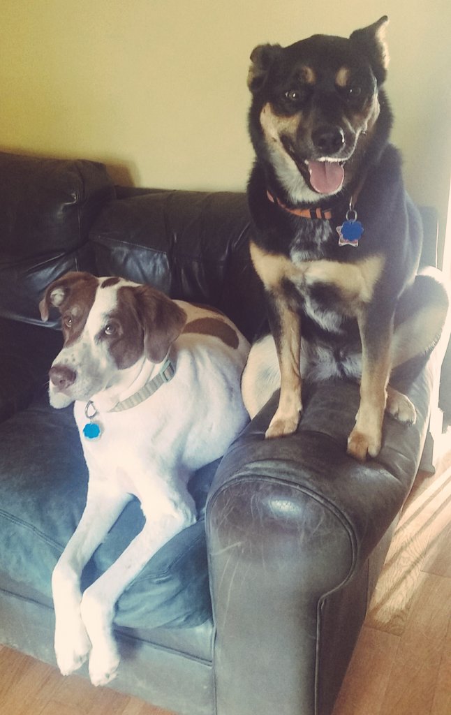 grrrrrrlscout's tweet photo. #WatchDogs #dogslife #Dogfamily https://t.co/TxxpxeZOqH