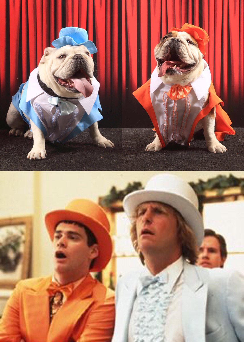 AngelaBeard1's tweet photo. Who wore it better?
Don't forget to vote for Hank and Ike everyday until July 1st
#MINIBulldogs2017
https://t.co/R1tyIZTUkU https://t.co/gPIRug8BBe