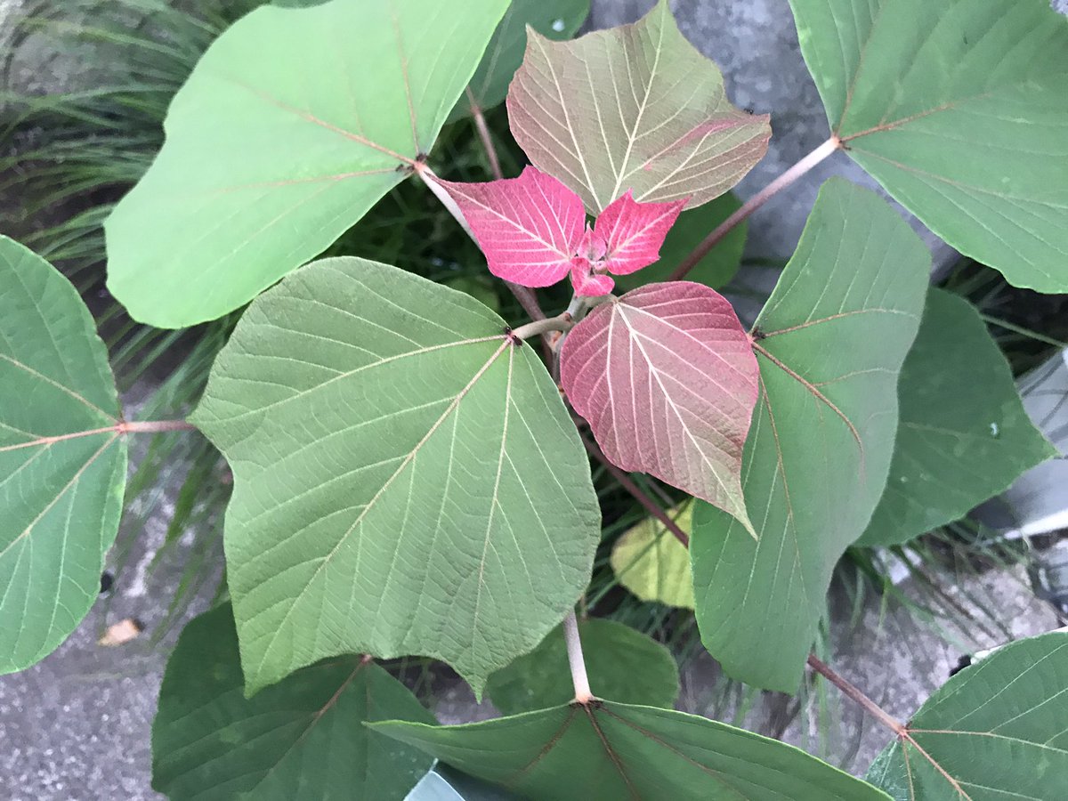 Naoko Hatano 羽田野直子 على تويتر 夏のポインセチア と呼びたくなる 葉脈がくっきり美しい葉っぱ レッドロビンのように幼葉が赤で次第に緑に どこからか飛んで来た 目下草抜き厳禁対象