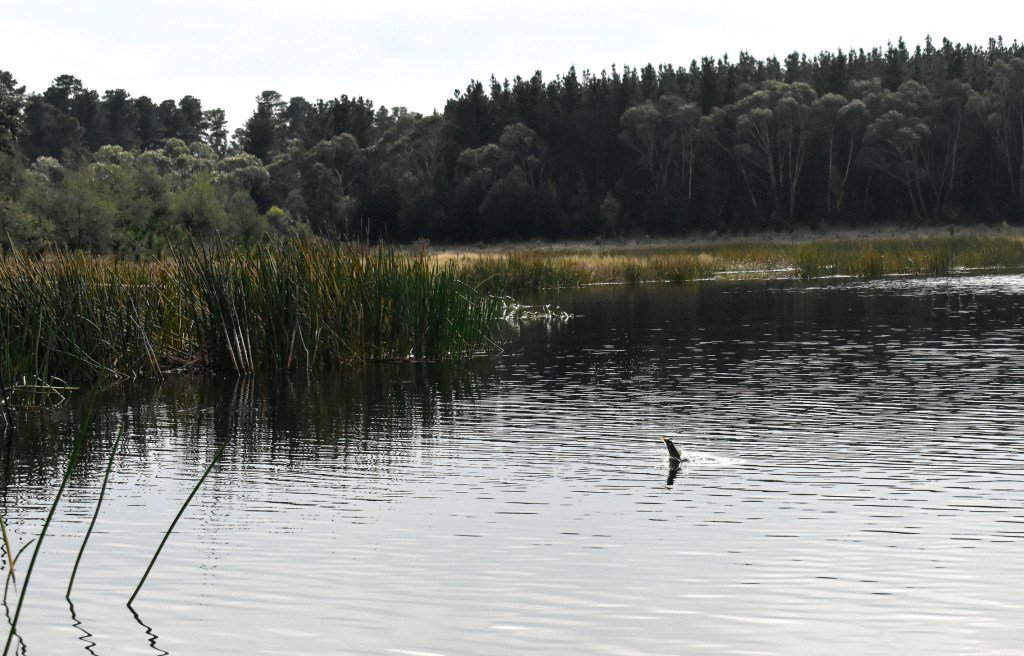 Streamtherapy's tweet image. Just a Stones Throw Away streamtherapy.wordpress.com/2017/06/27/jus…