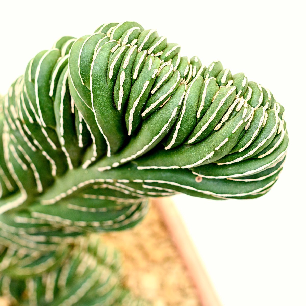 Nieuwkoop_GB's tweet image. Cactus » Unusual, virtually maintenance-free and the type of plant that often lives with its owners for generations.