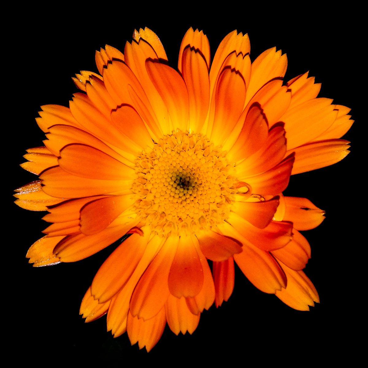 alarsen64's tweet photo. Hope this image brightens someone's day...
#flowers #springflowers #beautifulflowers #daisys #imagesbyandrewlarsen #nature #naturesbeauty https://t.co/WlqnXVWO7l