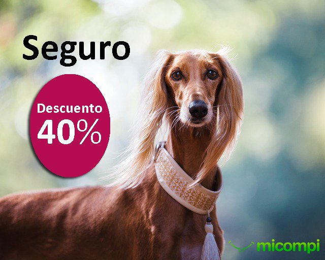 MicompiCom's tweet image. El Seguro de tu Perro con un 40% de Descuento. ¡Calcula Ahora y entra en el Descuento! Aquí:⏩ micompi.com ⏪#galgos