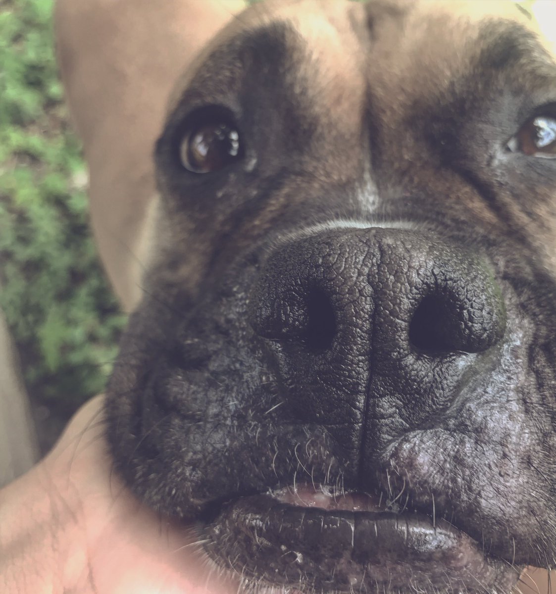 cuki23a1's tweet image. My baby ♥️😍🐾 #boxer #boxerdog #boxerpower