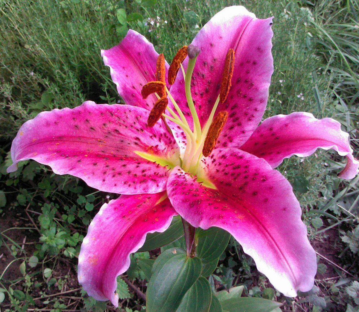 MagicCurves_com's tweet image. retweet if u support small businesses #crossdresser #transgirl #xdresser #transgender #travesti  #女装 #breastforms #magiccurves #lingerie #cd