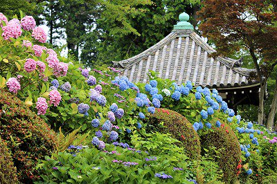 善峯寺、紫陽花見ごろが続いています。京都市内も一望。＃善峯寺　＃紫陽花