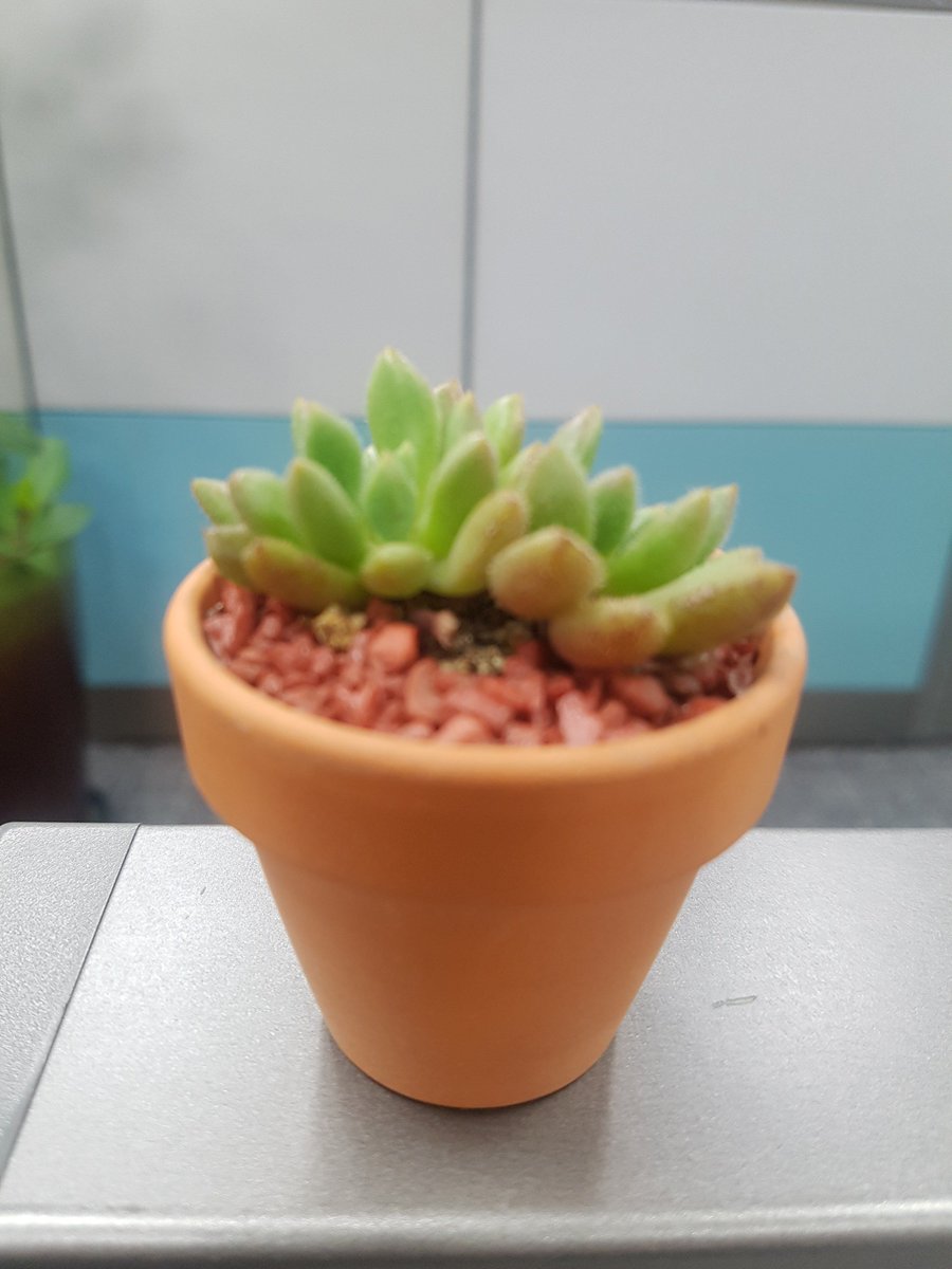 rachoco's tweet photo. 힘내라고 받은 선물 🔖 https://t.co/t5BLe7XG5y
