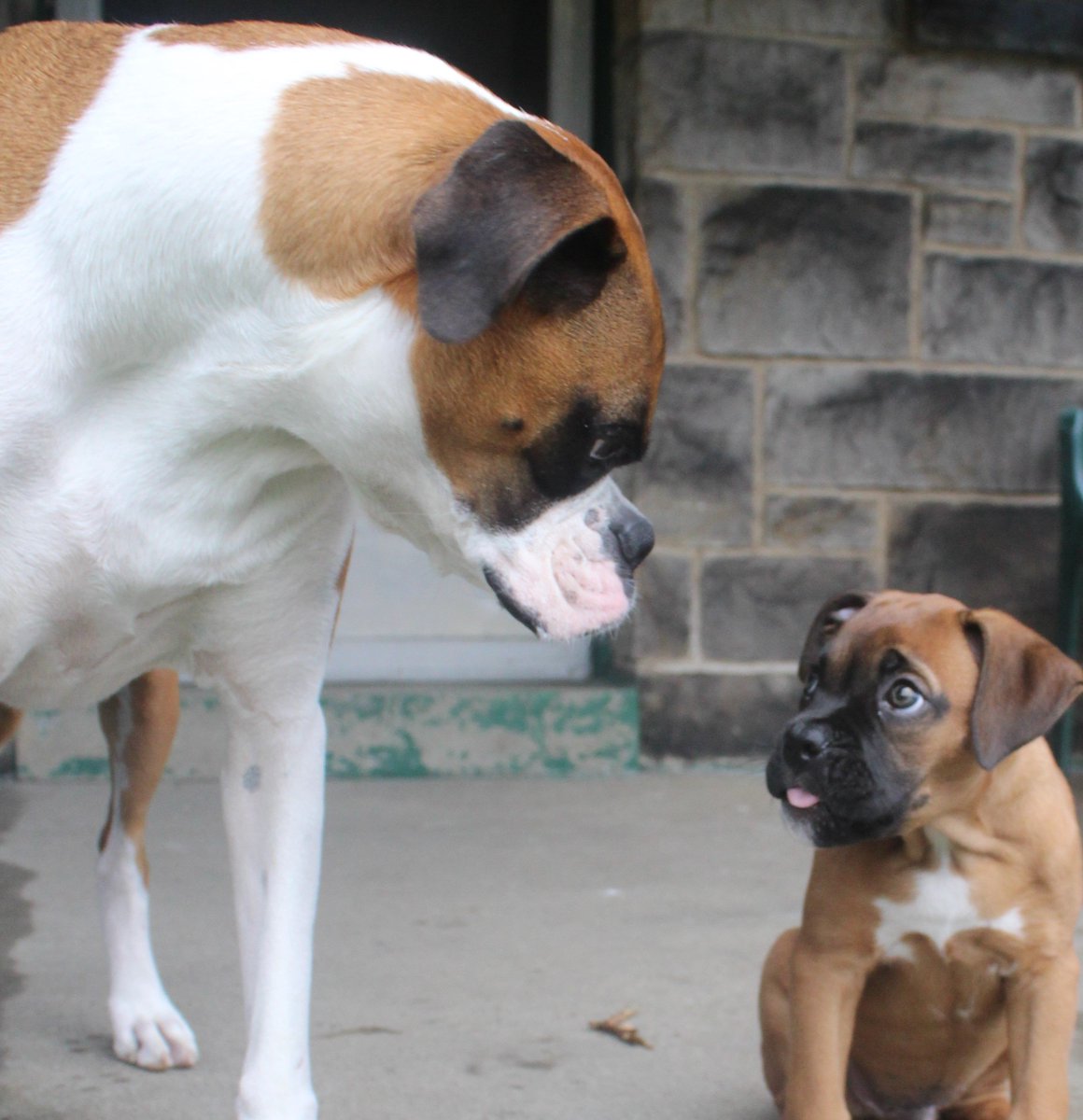 doggiemadness's tweet photo. Teaching Neptune about #TongueOutTuesday! #boxerlessons101 #lessonslearned #bloggingboxers #dogsoftwitter https://t.co/IacXhddvvL