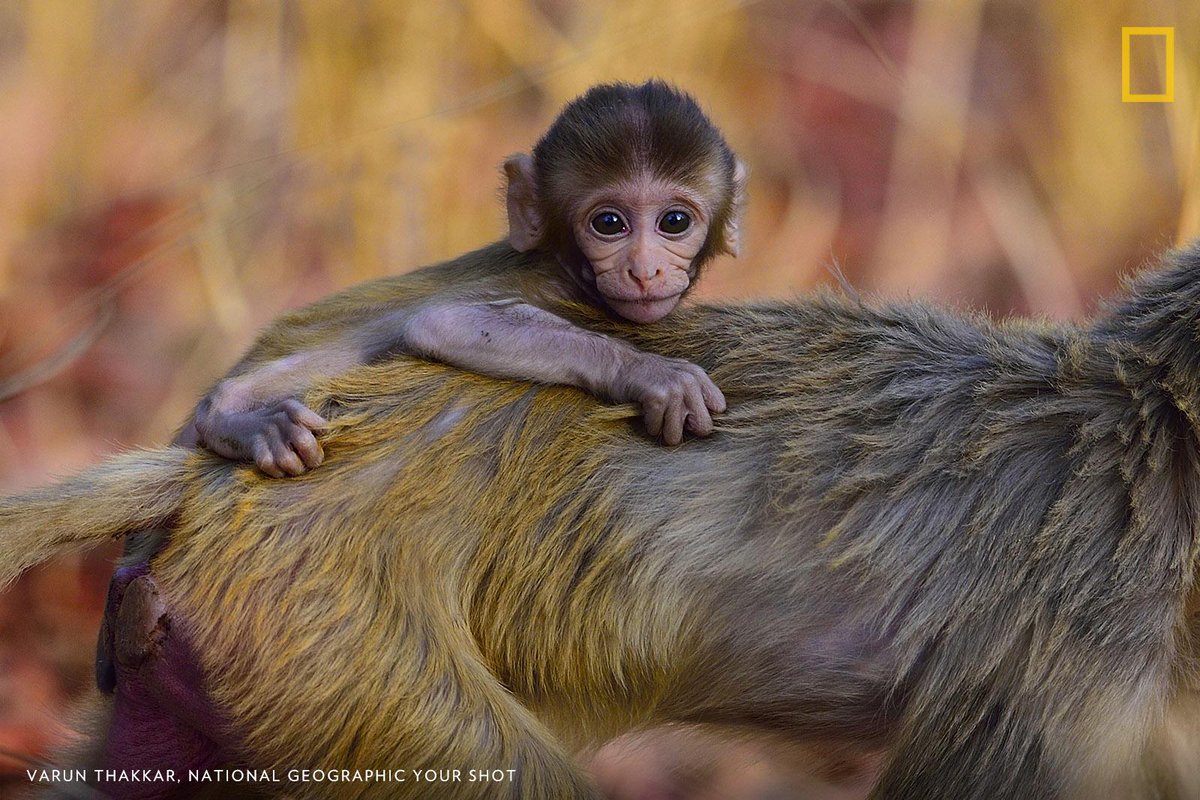 NatGeo's tweet photo. Help us caption this photo by #YourShot Photographer Varun Thakkar: https://t.co/NUrfDxIB2j https://t.co/68EKj232db