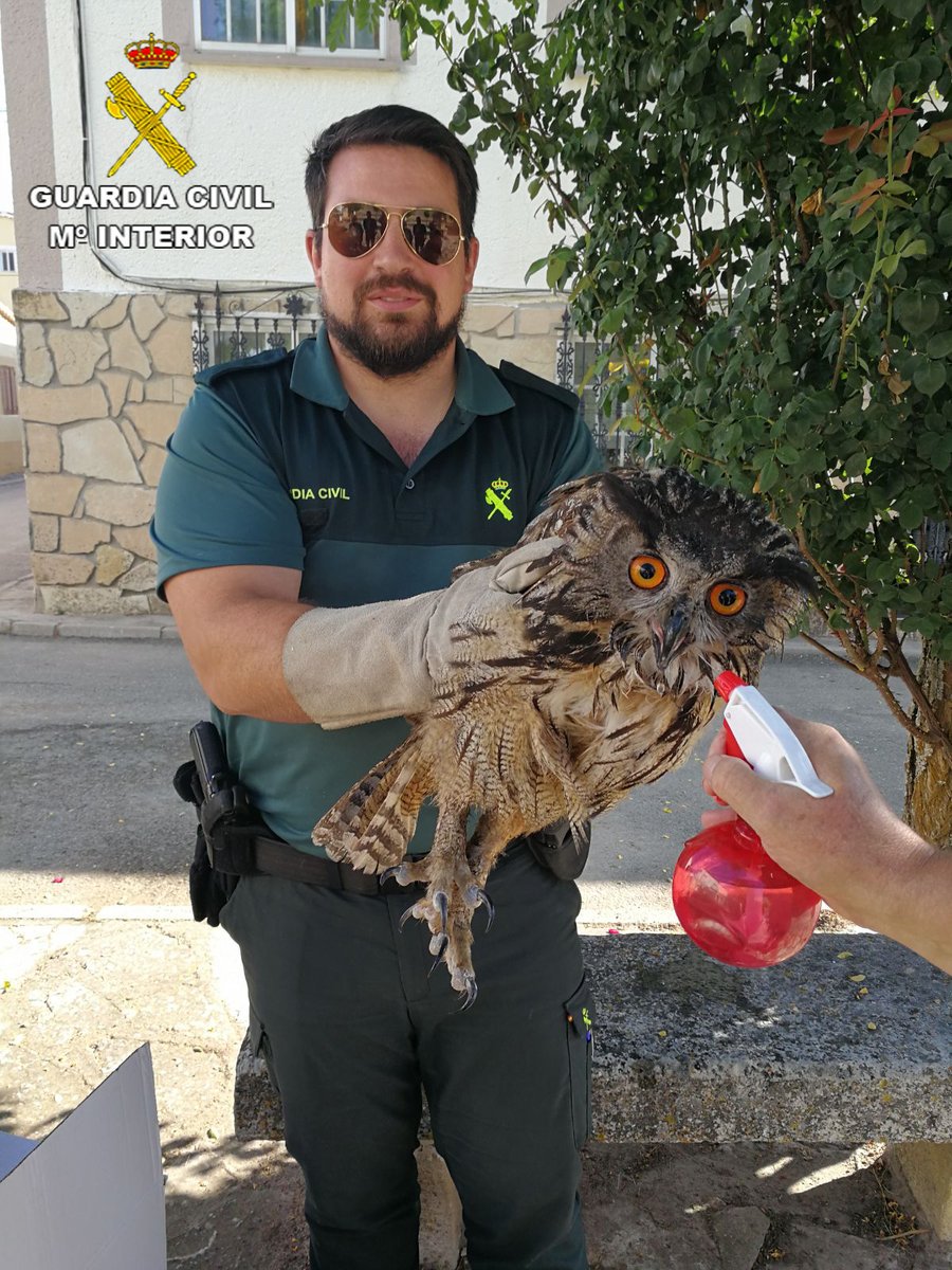 El búho real es una especie protegida que se caracteriza por su magnífica vista...aunque a veces se desoriente y necesite ayuda
We❤️🧡💛💚💙💜🦉