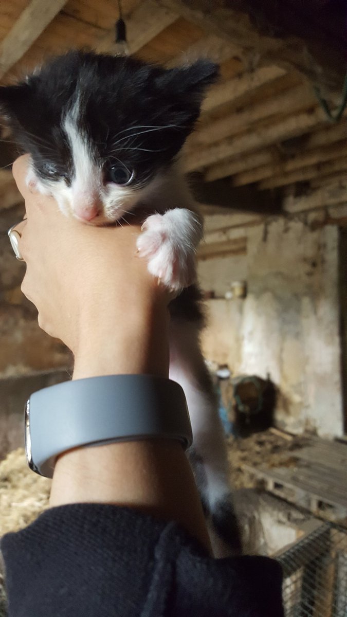 chiriflusa's tweet photo. SOS van a matar a esta gatita si no encuentra acogida/adopción antes del domingo 😢😢 Ayuda por favor!! https://t.co/dcmcxtjRNT