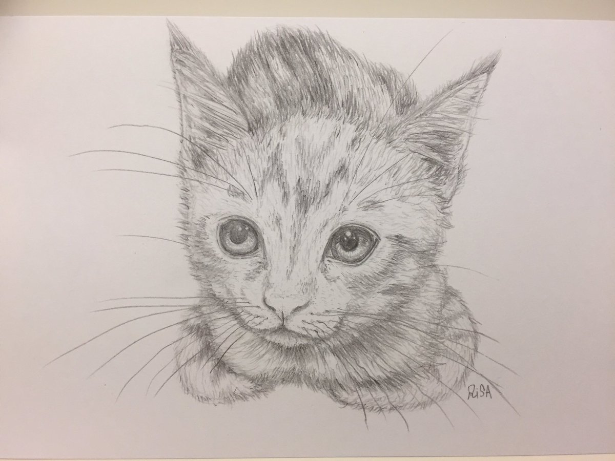 リサ No Twitter どうにか描けました しょこたんちの 香箱座りのメポちゃん お髭の天パ加減がちょうど良いw 猫 イラスト シャーペン 中川翔子 中川春巻メポ