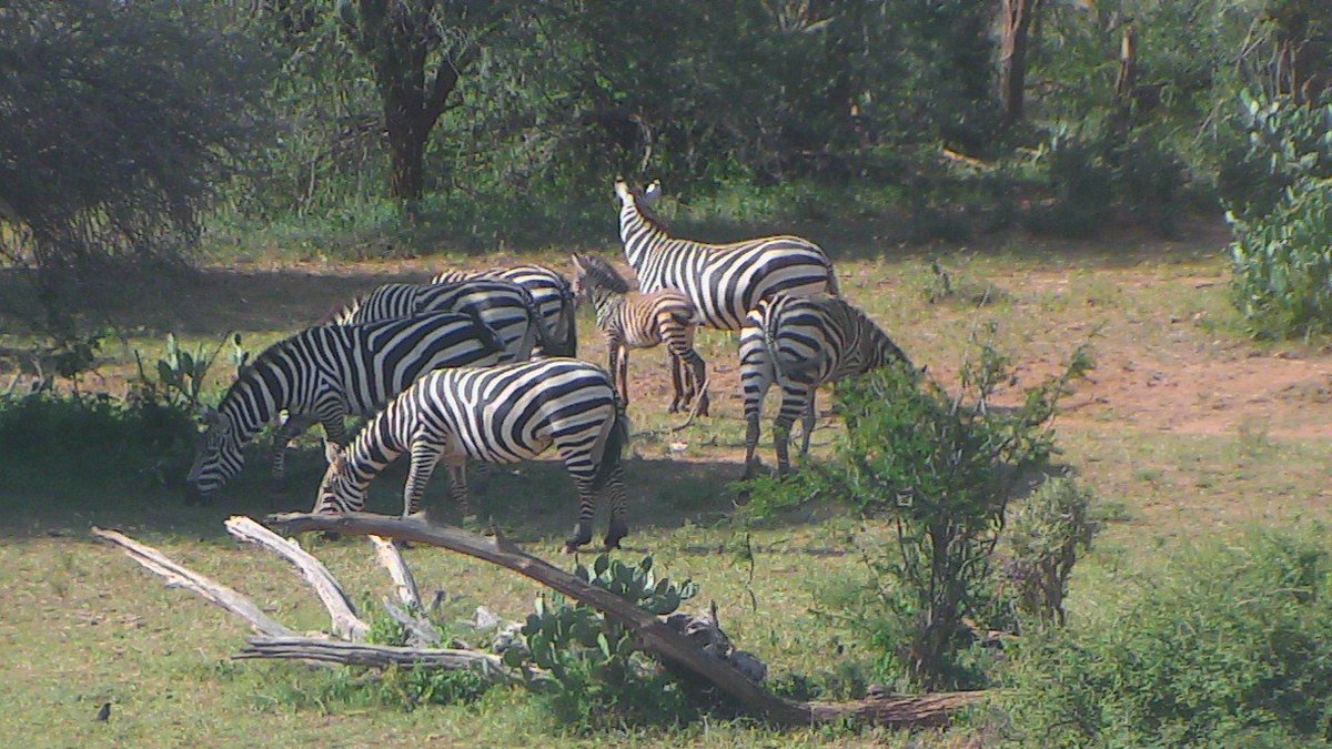 Peacefuly grazing #Commonzebras at: bit.ly/2cajsGr, #africalivecams
@exploreorg