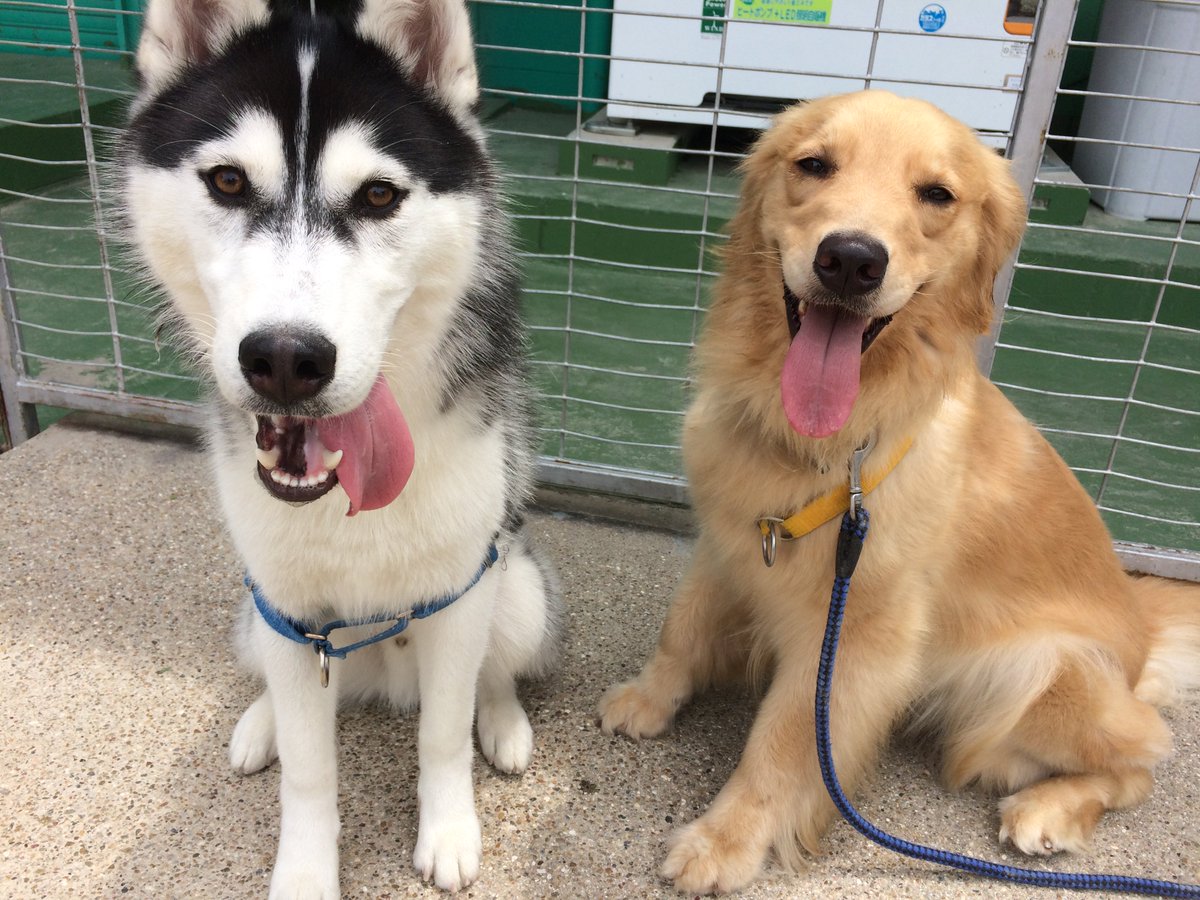 Ipcペットカレッジ岡崎校 No Twitter Ipcペットカレッジ岡崎校社会人課程です 先日卒業生の小澤さんが愛犬のシベリアンハスキーの琥珀君を連れて学校に遊びに来てくれました 8カ月でまだ遊びたい盛り 今日はゴールデンレトリーバーのワルツちゃんと一緒に全力で遊び
