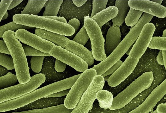 Inserm's tweet photo. #Diabète de type 2 : la résistance aux incrétines pourrait être due à un #microbiote intestinal délétère https://t.co/rqo1LGZa5W https://t.co/f0y54cuU09