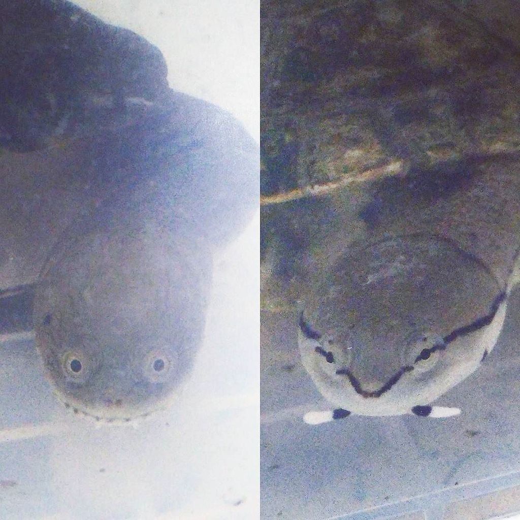 sekireihisui's tweet photo. ショップで1年位残っていた2匹をお迎えしました。
曲頸類は初飼育です。
#爬虫類 #reptile #亀 #カメ #曲頸 #曲頸亜目 #chelodina #phrynops #ジーベンロックナガクビガメ #ヒラリーカエルガメ https://t.co/TpsjeRFLUx https://t.co/x2o2ugH2tn
