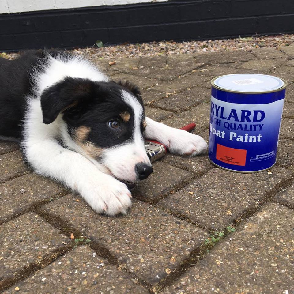 #Takeovertuesday
Chip's enjoying a paint day today down at the wetdock
#bordercollie #puppy #blacking #canal #painting