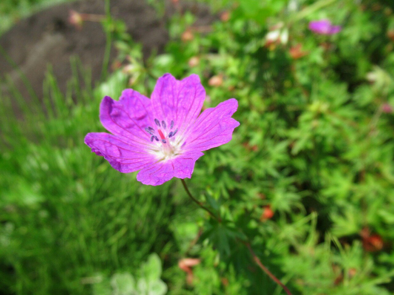 雑草図鑑 準備中 Twitterissa 431 ゲラニウム フウロソウ科 ユーラシア原産 別名フウロソウ フウロソウ 属の園芸種の総称で 多くの種類がある 写真は欧州原産のアケボノフウロ ゼラニウムと綴りは同じだが仮名表記で区別される 両者は元々は同属 花