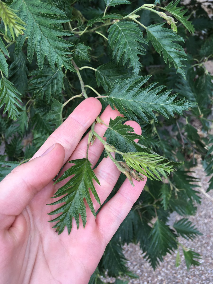 walkinglantern's tweet image. Could you identify what kind of tree and leaf is this one, please? Any help gratefully received.
#leafID #treeleaf #norwich @McKenzie6593