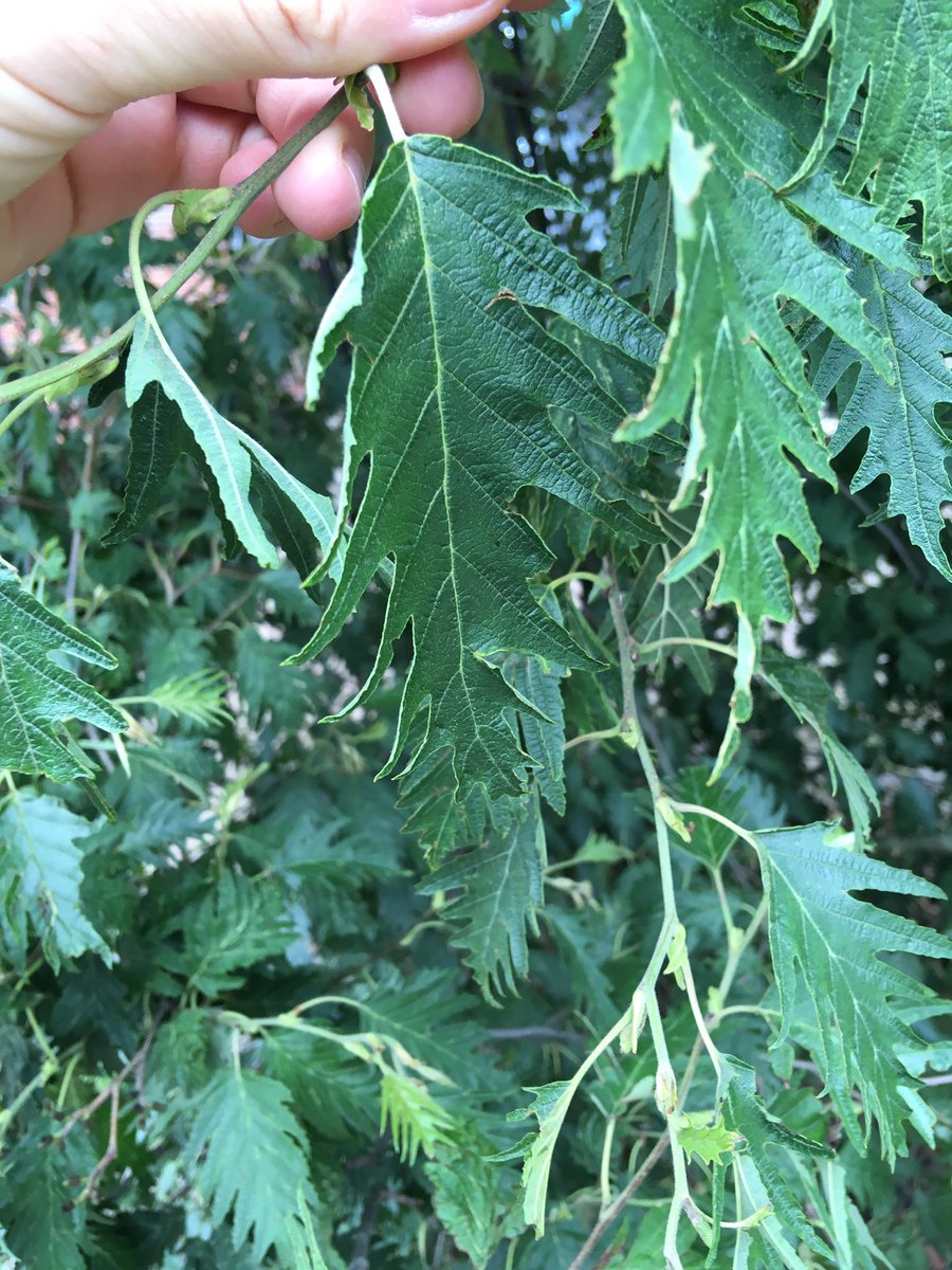 walkinglantern's tweet image. Could you identify what kind of tree and leaf is this one, please? Any help gratefully received.
#leafID #treeleaf #norwich @McKenzie6593