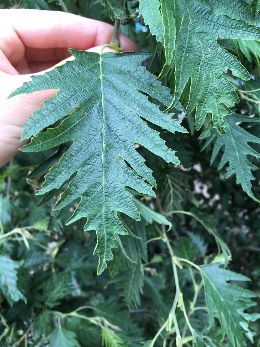 walkinglantern's tweet image. Could you identify what kind of tree and leaf is this one, please? Any help gratefully received.
#leafID #treeleaf #norwich @McKenzie6593