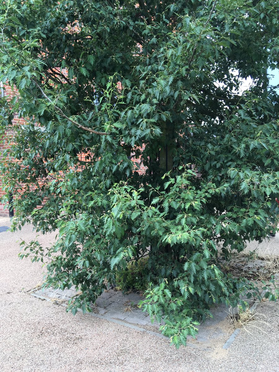 walkinglantern's tweet image. Could you identify what kind of tree and leaf is this one, please? Any help gratefully received.
#leafID #treeleaf #norwich @McKenzie6593