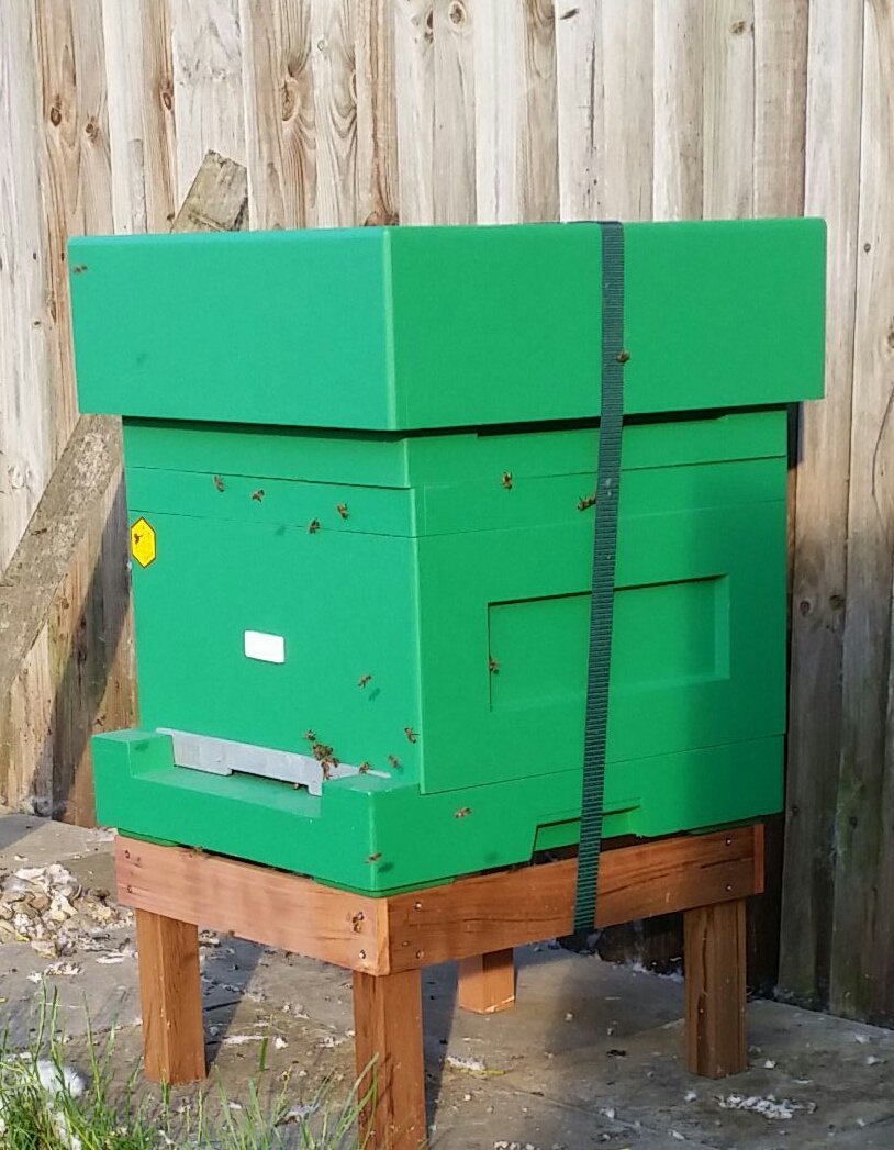 The best polystyrene hive I've ever had. Really worth to try if you planing to keep #bees. Thanks <a href="/tomaszlyson/">LYSON</a>.
#lyson #łysoń #beekeeping
