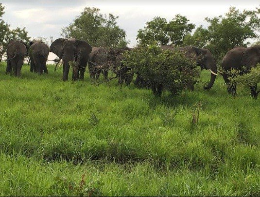 ANIMAL POPULATION SURGES IN MURCHISON FALLS PARK ugandamediacentreblog.wordpress.com/2017/06/27/ani…