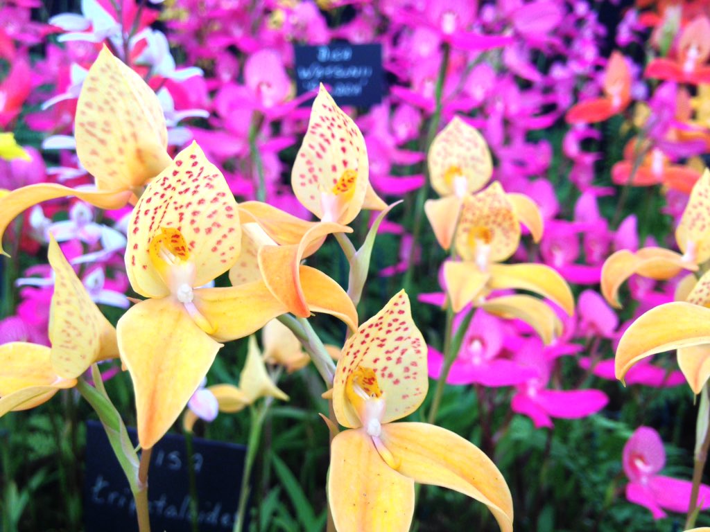 The_RHS's tweet image. Getting to #RHSTatton from Manchester couldn't be easier! Grab a combined show &amp;amp; @MCRMetrolink ticket - more info at rhs.org.uk/shows-events/r…