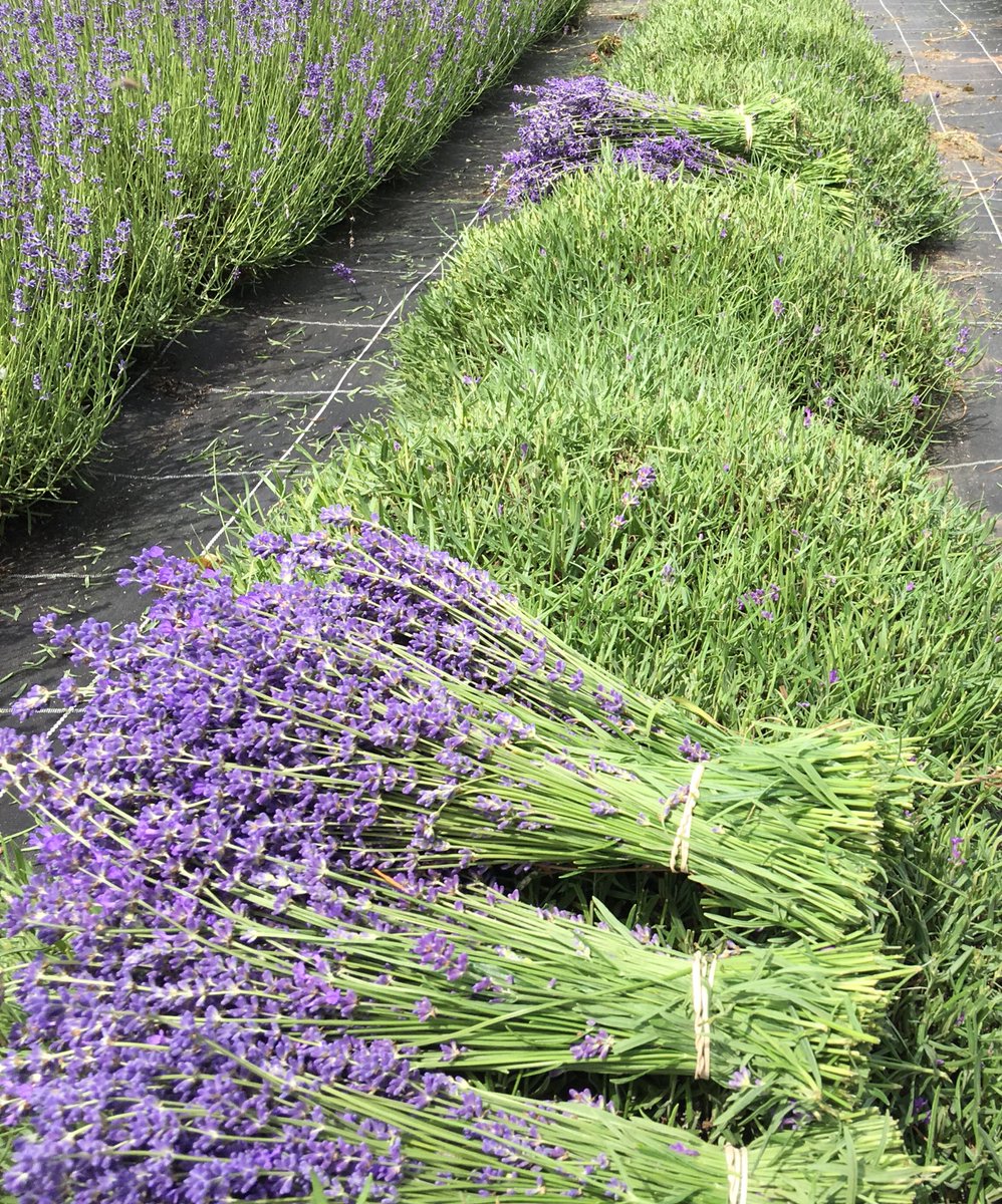 English Lavender tweet media