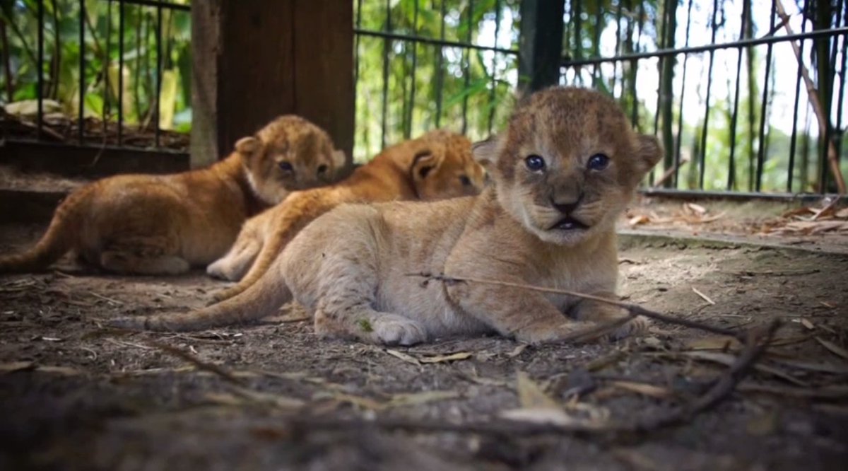 Drieling leeuwenwelpjes geboren in Safaripark Beekse Bergen: kijk.nl/sbs6/hartvanne…