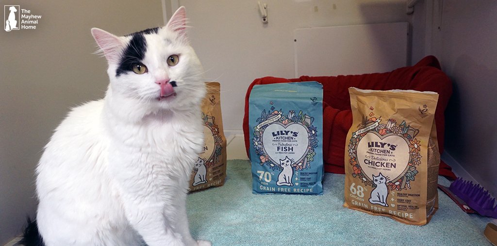 themayhew's tweet photo. Topaz is licking his lips ready to tuck into this tasty cat food, very kindly donated to us by @lilyskitchen 😽 #actsofgoodness #charity https://t.co/VaELJgwQWc