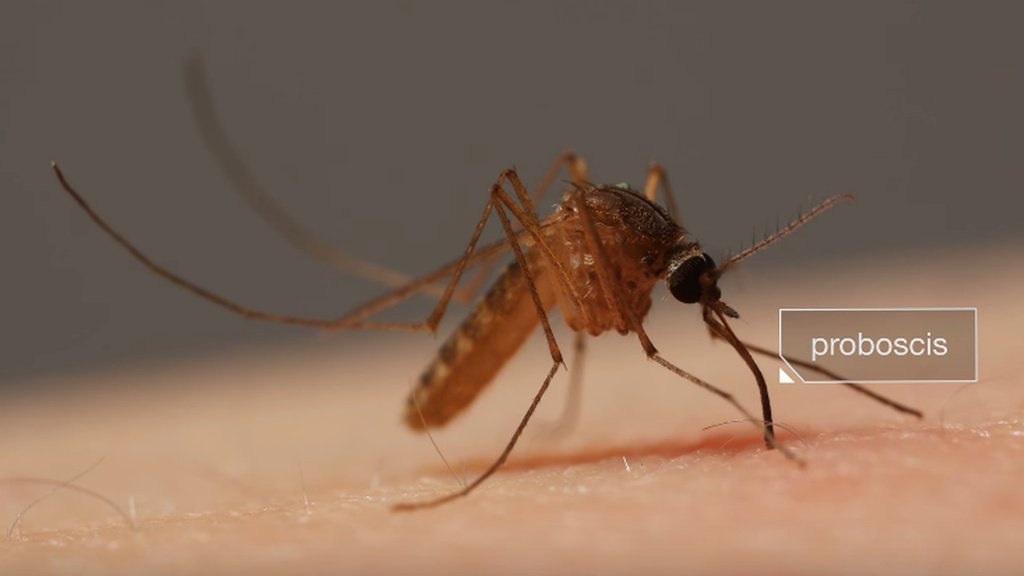 Dosta neugodno: Evo zašto te komarci grizu više od ostalih
bit.ly/2tf7Xb3