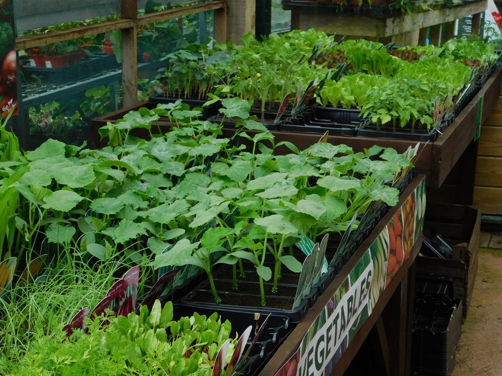 You still just about have enough time to grow some veg this season, we have quality plants in stock and ready to plant out.