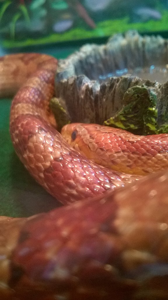 Dracohoudini's tweet photo. Oh Cornelius, you poor babe, getting ready to shed. #Snakeproblems #Cornsnake https://t.co/hZzCoxfAJV