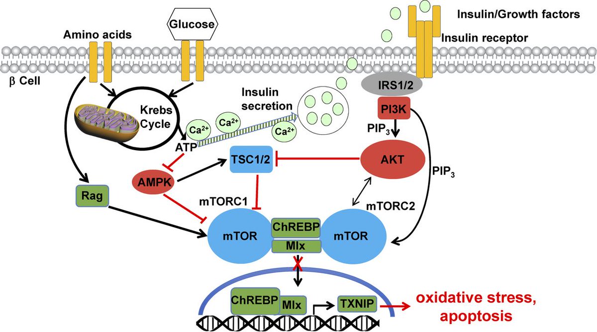 JCellBiol's tweet photo. Maedler and Ardestani discuss recent work from Chau et al. on the role of mTOR for β cell survival in diabetes https://t.co/3zIXFNUpzg https://t.co/IOL57PlL7W
