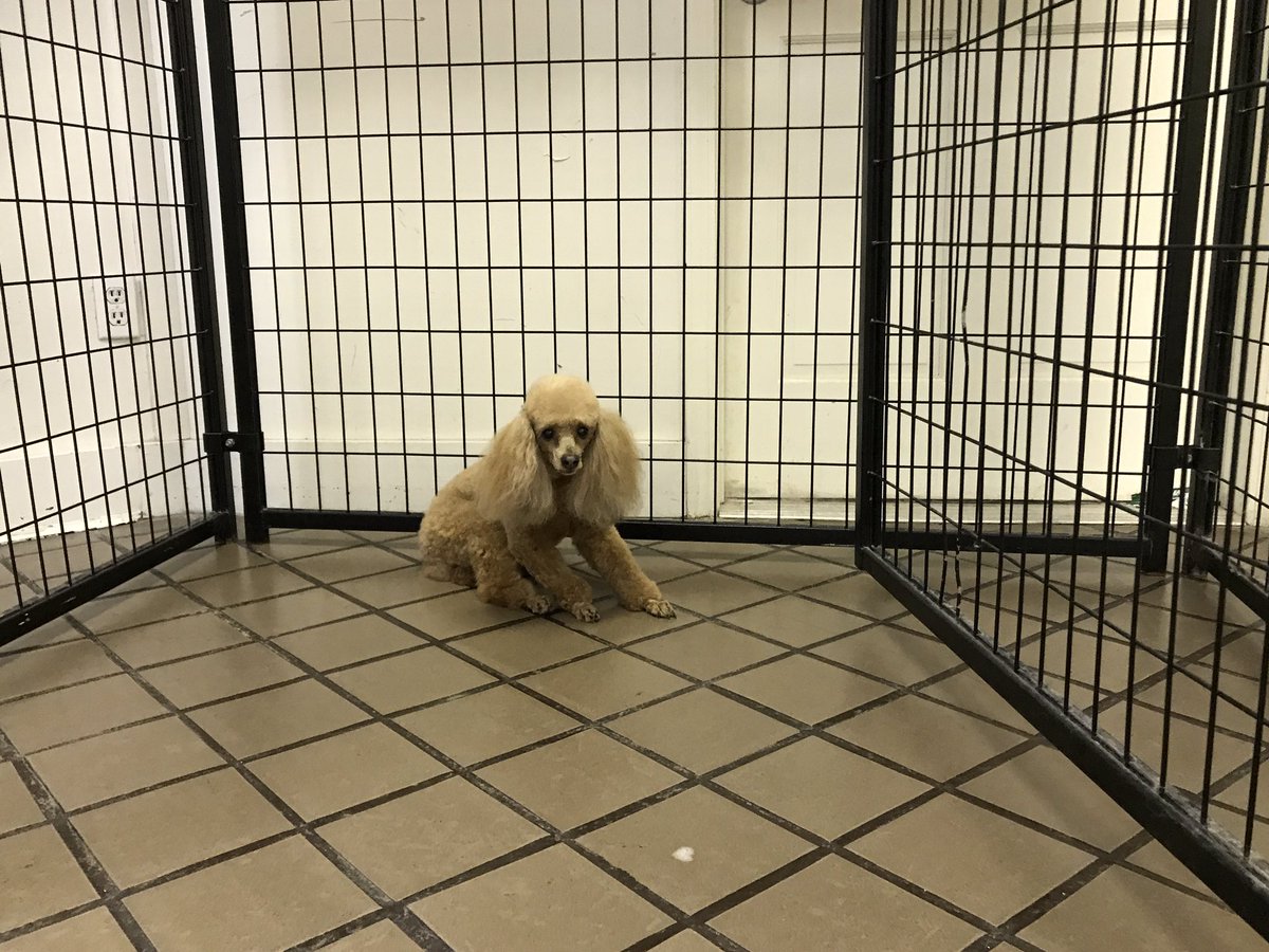 MountainMutts's tweet photo. Peaches 🍑 the #Poodle https://t.co/P2r3VRDPVc
