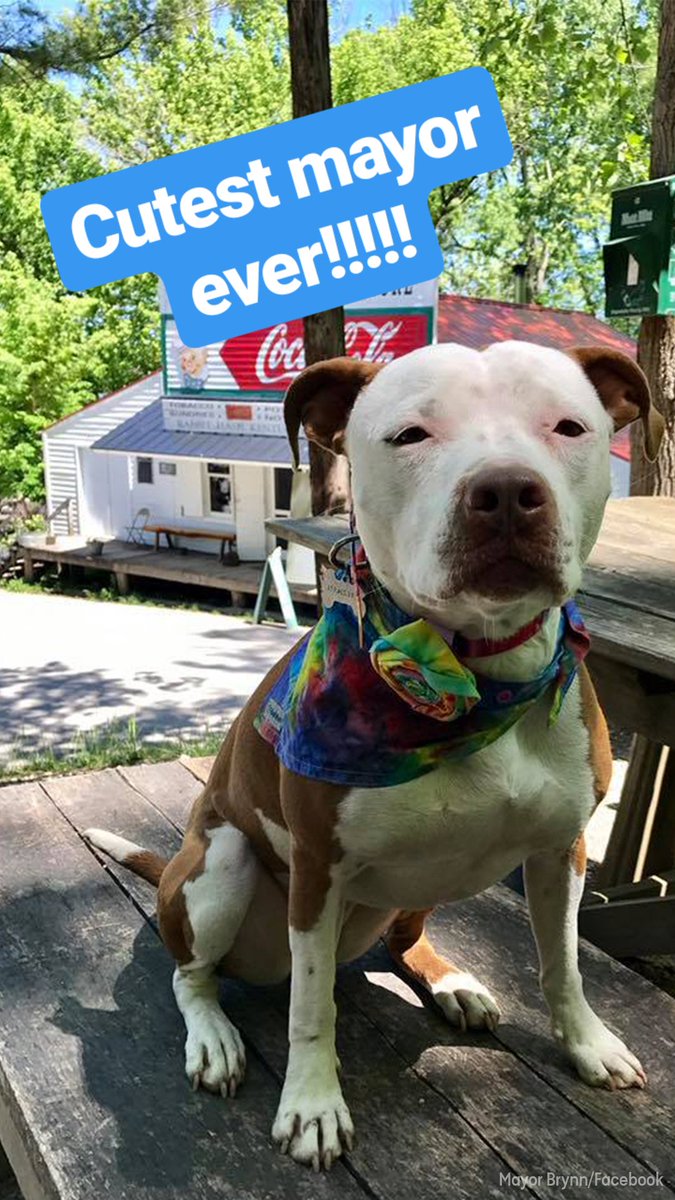 ABC7Chicago's tweet photo. Pit bull elected as mayor of small town: https://t.co/6rzcrpuB1i https://t.co/OI0CBU0kM9
